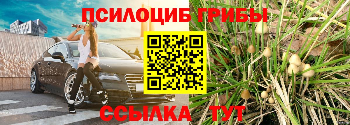 Киселёвск  Псилоцибиновые грибы GOLDEN TEACHER  Галлюциногенные грибы мицелий  Вход с VPN 